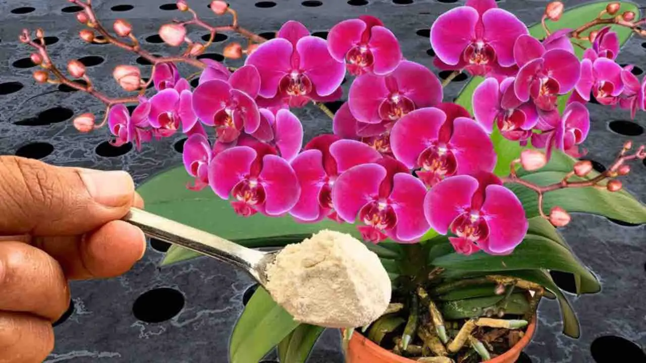 Haz esto y los vecinos también querrán saber cómo obtienes orquídeas tan exuberantes.