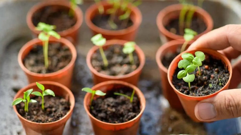 Jardinería: 6 consejos para una siembra exitosa