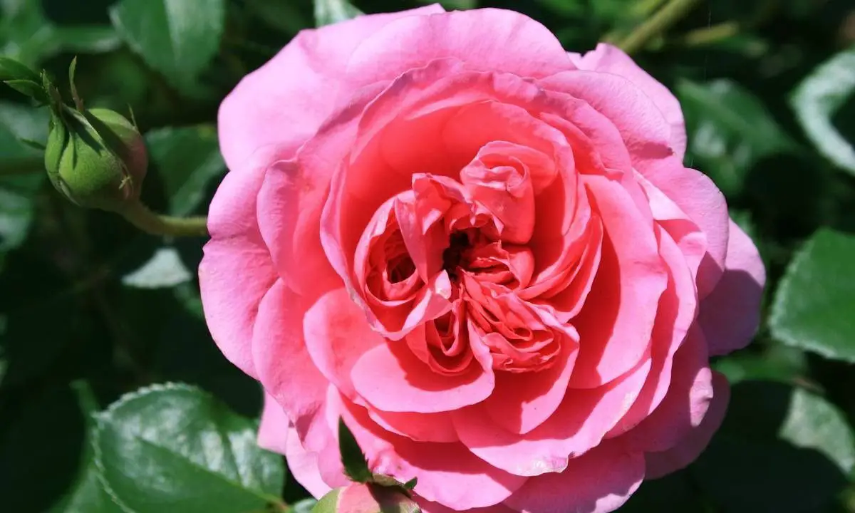Las 5 flores rosas más bonitas para el jardín y el balcón: la elección es tuya