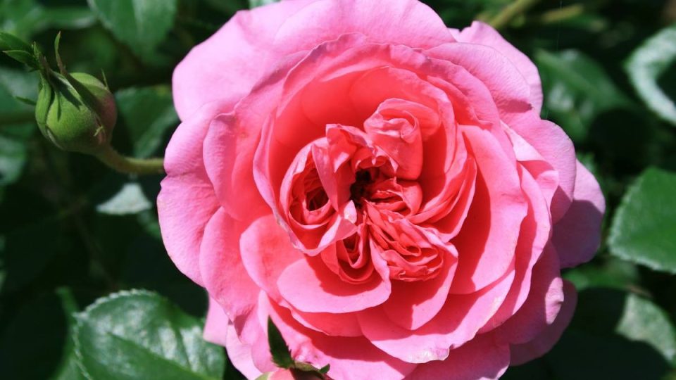 Las 5 flores rosas más bonitas para el jardín y el balcón: la elección es tuya