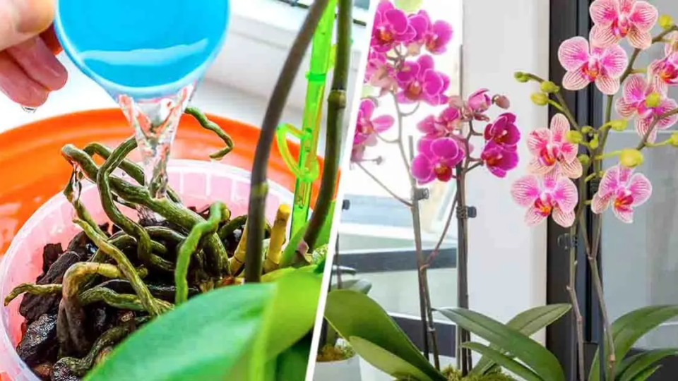 El truco genial para obtener dos orquídeas de una planta