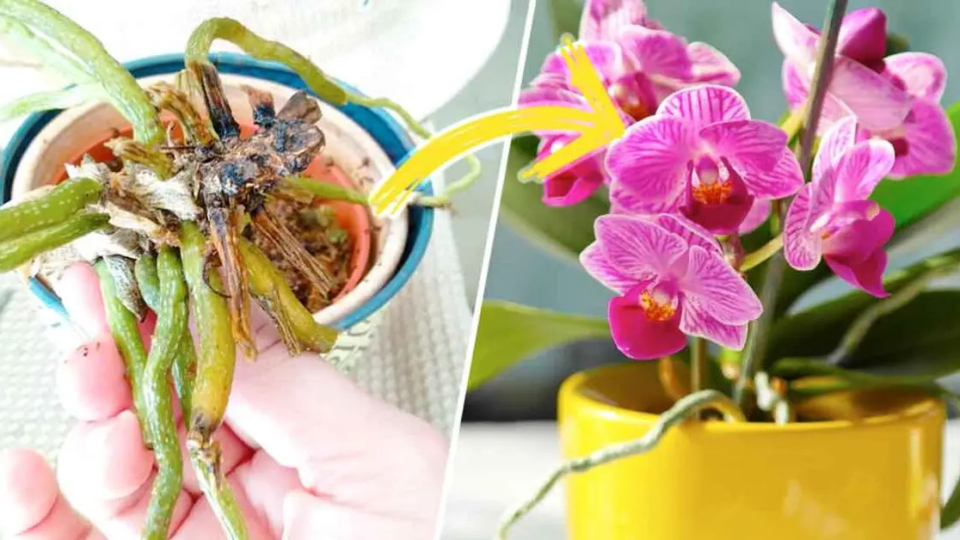 El truco genial para salvar fácilmente una orquídea moribunda