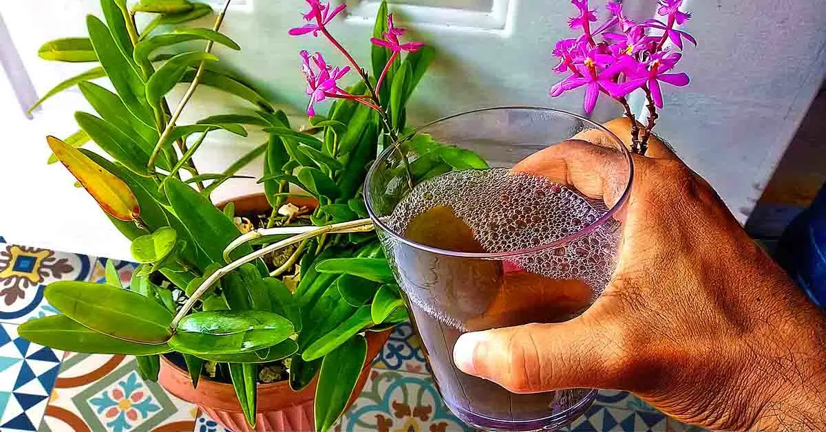 El truco del florista para hacer florecer las orquídeas