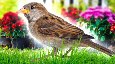 4 consejos para mantener a los pájaros alejados de tu jardín y huerto