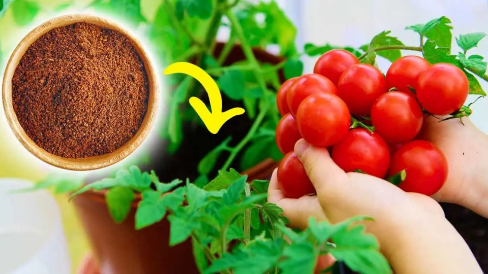 He aquí cómo promover el crecimiento de las plantas de tomate de forma natural.