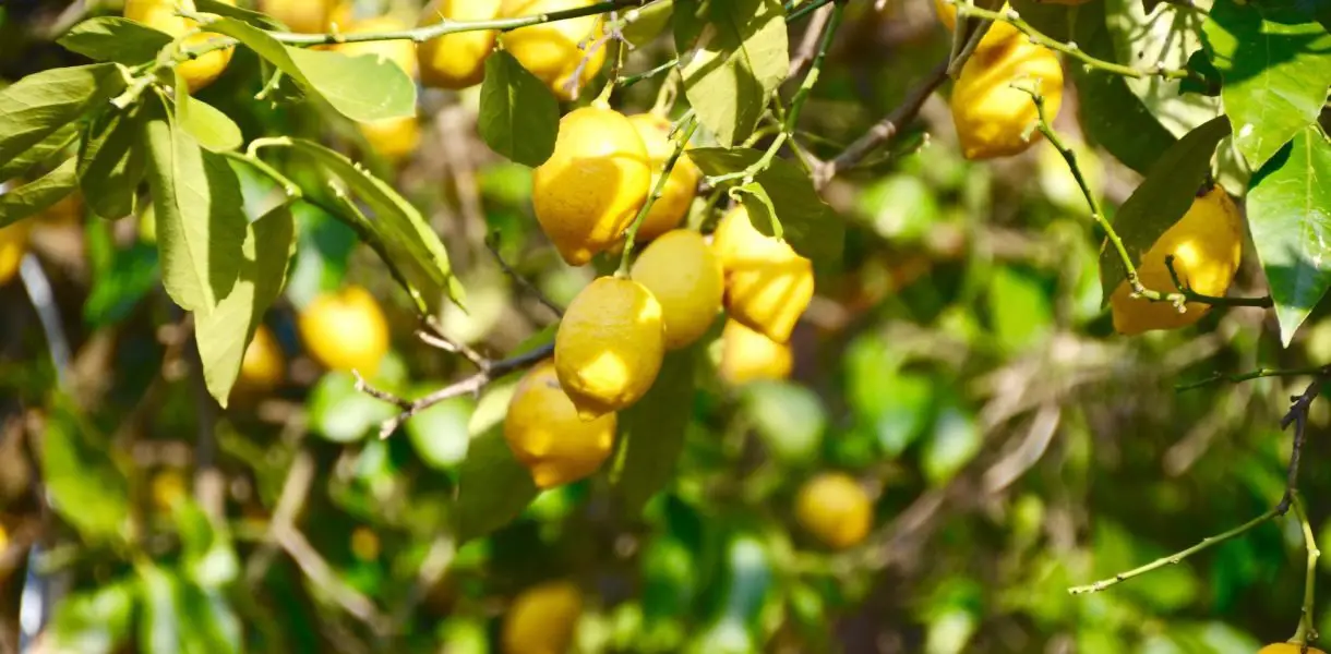 Limonero: ¿Cómo plantar y cultivar un plan de limón con éxito?