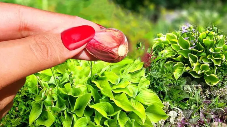 ¿Por qué se debe colocar un diente de ajo en el jardín?