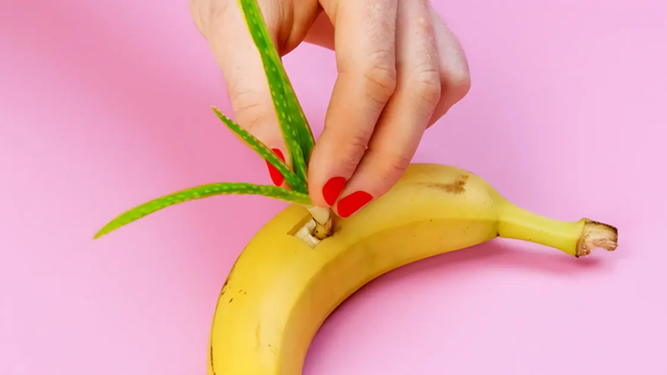 ¿Por qué se debe sembrar Aloe Vera en un plátano?