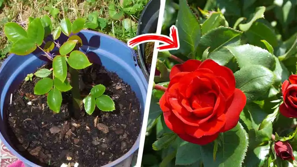 ¿Por qué no florecen tus rosas? 3 errores comunes de los jardineros