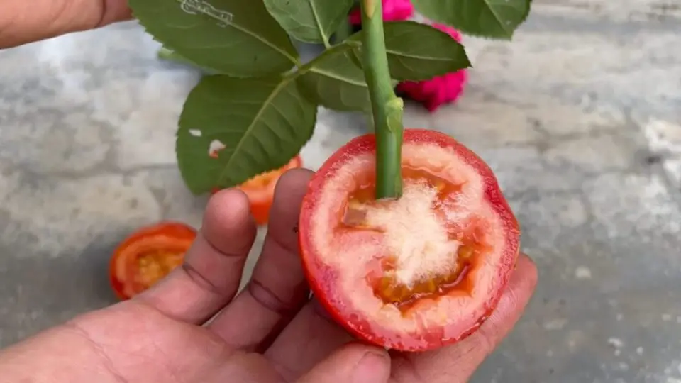 Planta una rosa en una rodaja de tomate y espera unos minutos – increíble