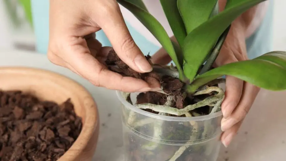 Se ha revelado la mejor tierra para las orquídeas, quizás siempre te equivocaste: cuál es