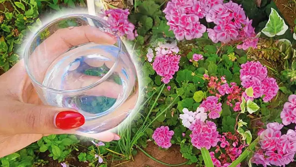 ¿Por qué y cómo usar vinagre blanco en tu jardín?