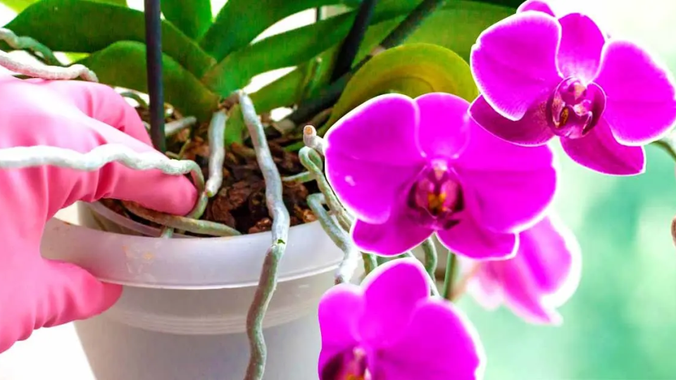 Aquí se explica cómo salvar una orquídea que tiene raíces podridas.