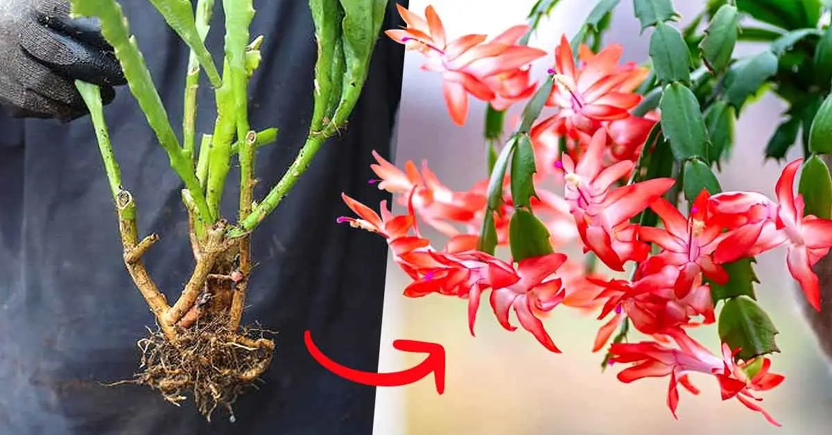 Aquí se explica cómo reproducir una orquídea de cactus a partir de tallos.