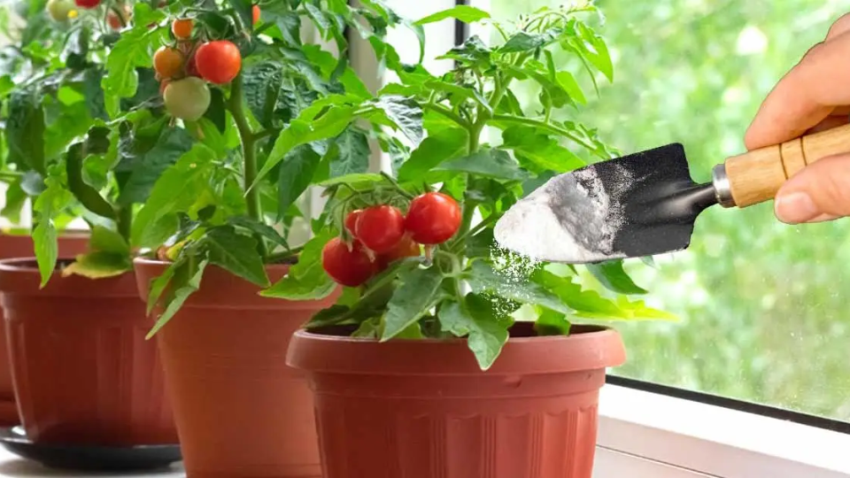 He aquí por qué los jardineros experimentados usan bicarbonato de sodio para las plántulas de tomate