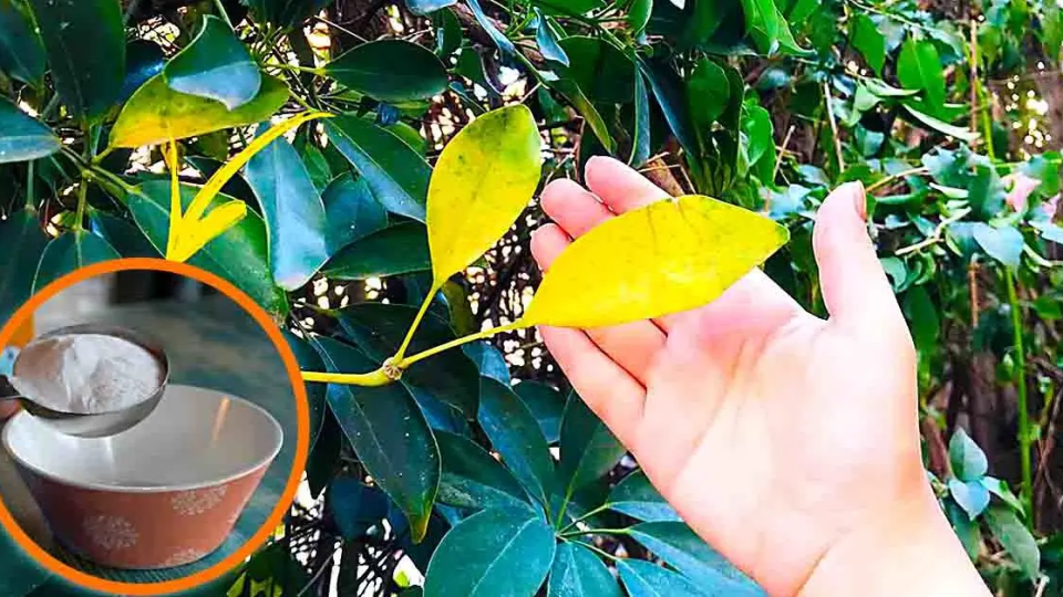 ¿Por qué las hojas de las plantas se vuelven amarillas?
