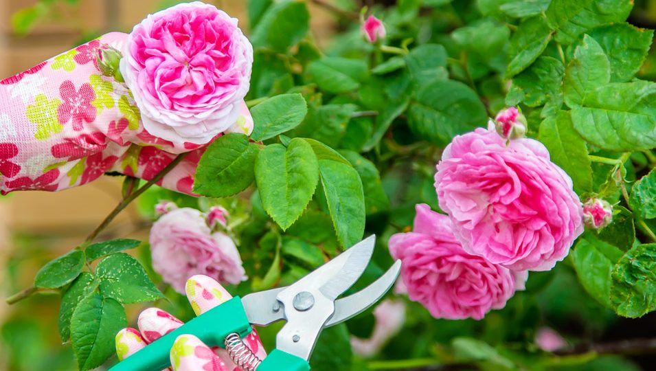 ¿Cómo cultivar rosas en macetas y hacer una rosa eterna?