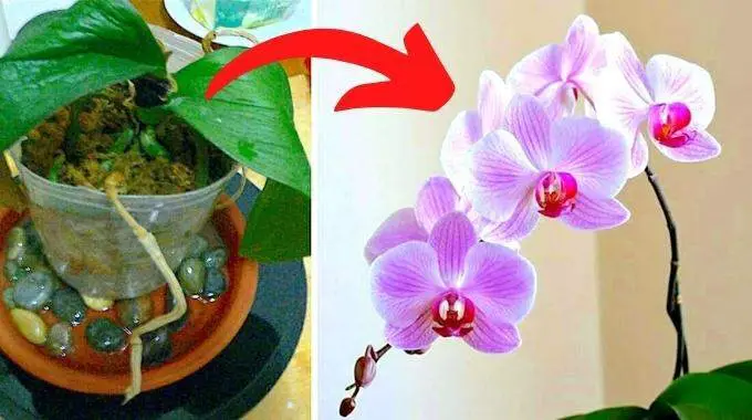   orquídeas: ¡5 consejos de abuela que aceleran la floración!