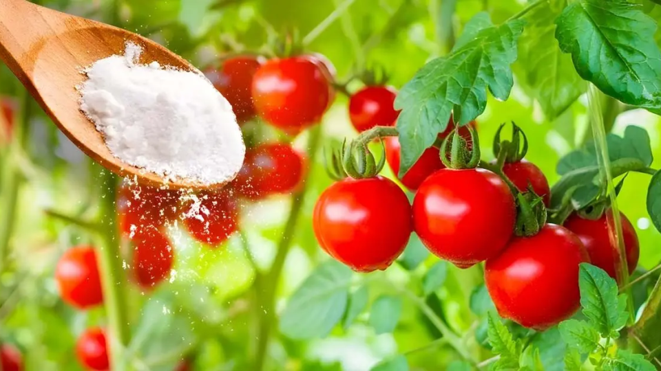 ¿Por qué se deben rociar las plantas de tomate con bicarbonato de sodio?