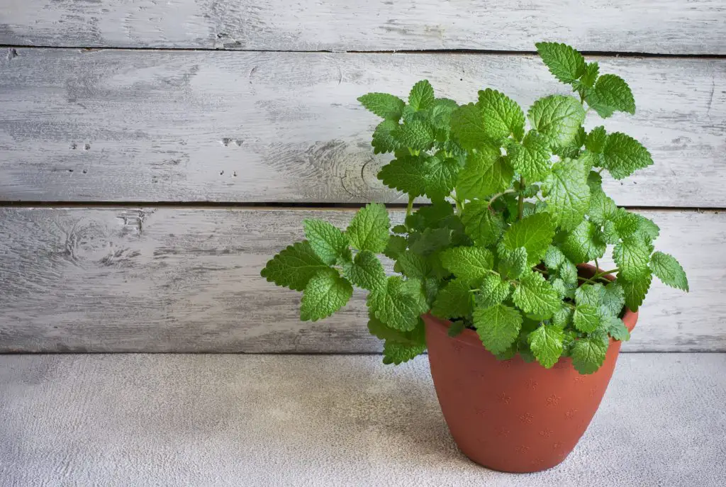 bush of fragrant mint grown at home in a pot cop 2024 03 22 22 32 09 utc