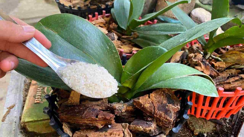 Este abono natural ayudará a que tu orquídea se mantenga sana durante 4 temporadas