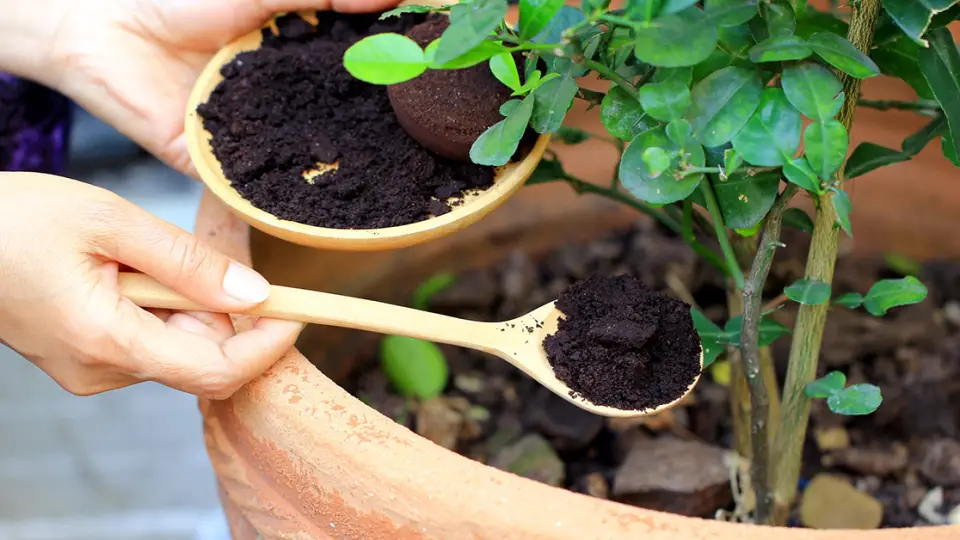 El café molido es un fertilizante natural: aquí se explica cómo usarlo para que sus plantas crezcan más rápido