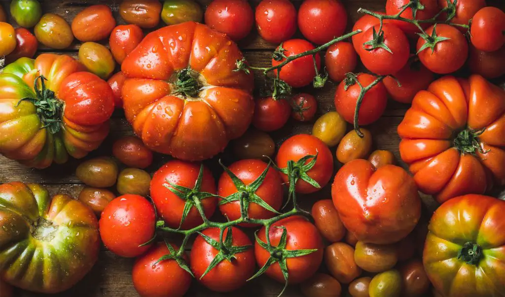 colorful tomatoes of different sizes and kinds 2024 10 18 07 01 03 utc