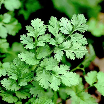 Consejos sobre cómo cultivar cilantro