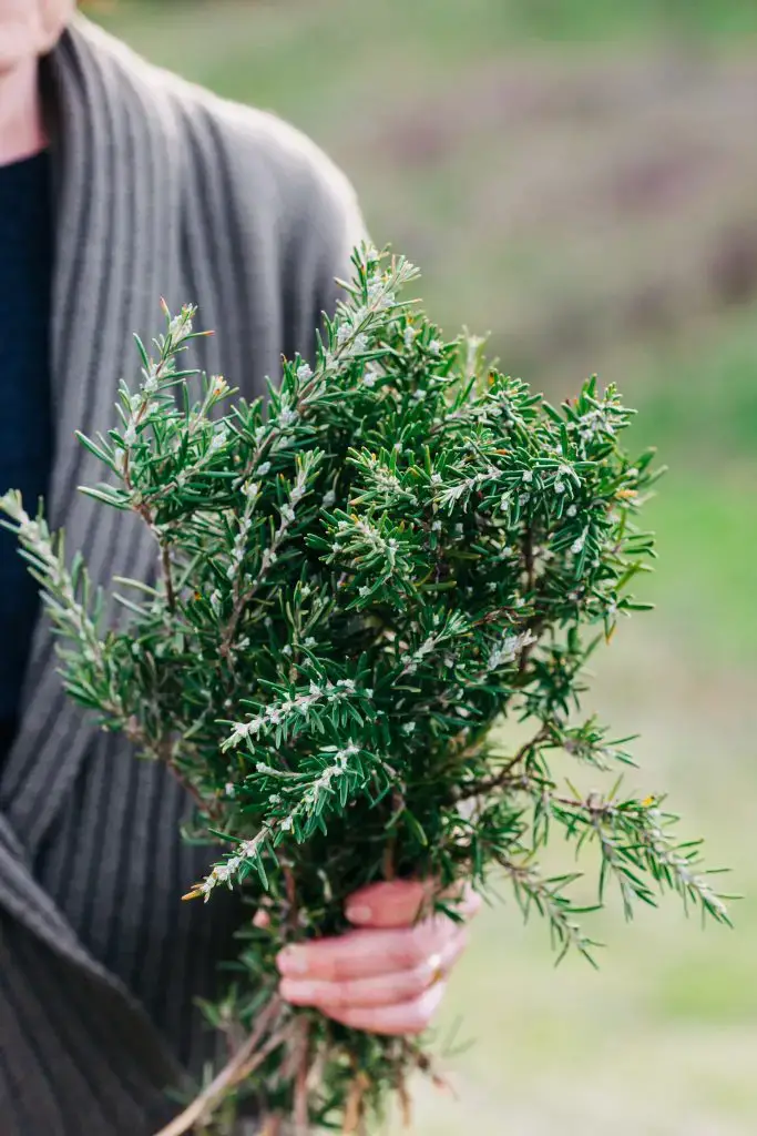 crop woman with bunch of rosemary 2023 11 27 05 09 14 utc 683x1024 1