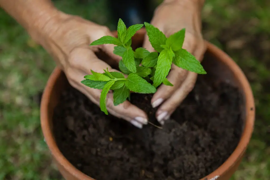 cropped hands of senior woman planting seedling in 2023 11 27 05 37 15 utc