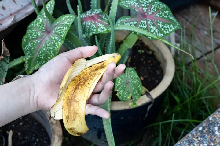 ¡No tires las cáscaras de plátano! 5 consejos para reutilizarlos en el jardín.