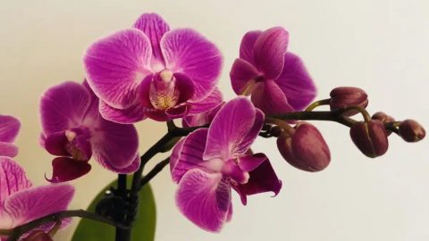 ¡Este truco poco conocido seguramente traerá flores de vuelta a las orquídeas en tu hogar!