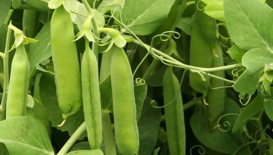 10 hortalizas para cultivar sin demasiado sol