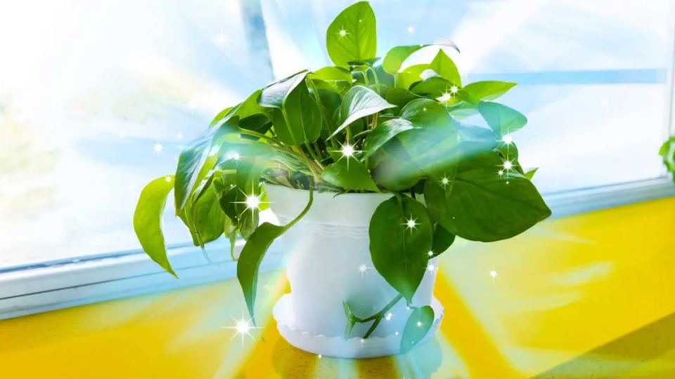 Las 7 mejores plantas descontaminantes según la NASA