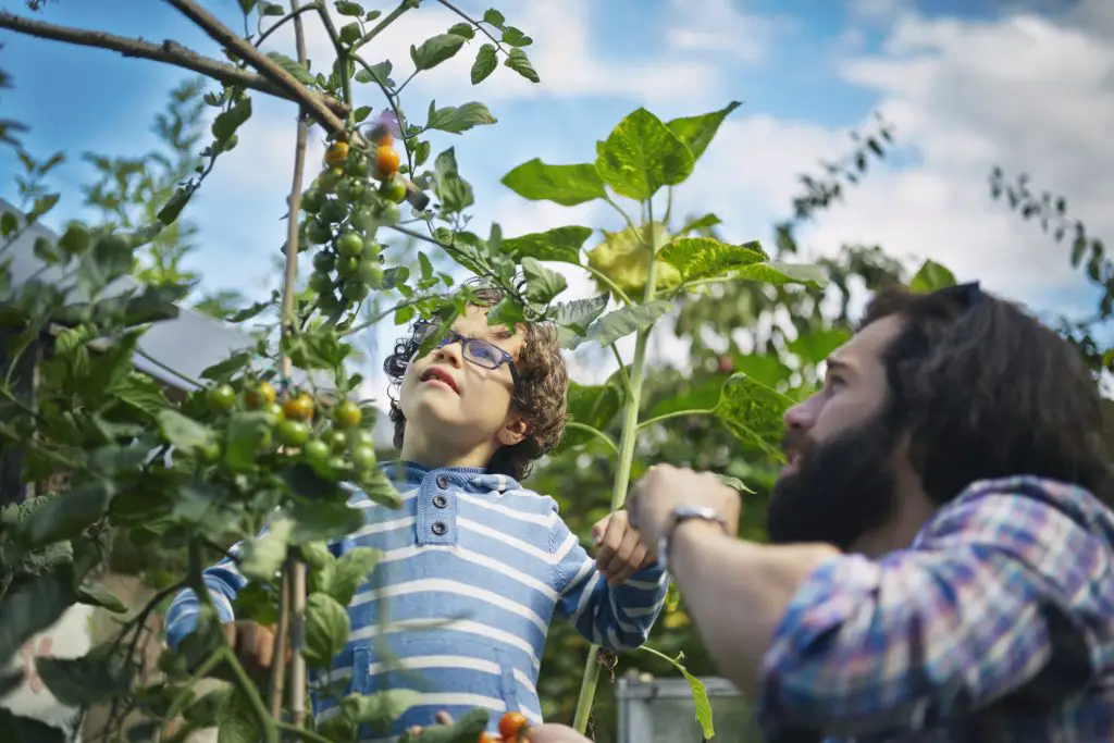 father and son picking cherry tomatoes on allotmen 2024 11 03 04 11 26 utc