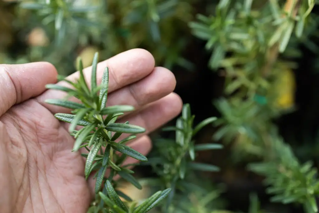 fresh rosemary herb grow outdoor rosemary leaves 2023 11 27 04 56 49 utc 1024x683 1