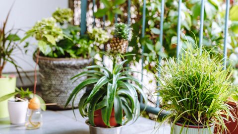 Cómo cultivar una piña en casa (usando solo la fruta)
