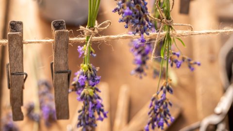 10 usos fáciles y originales para tu lavanda