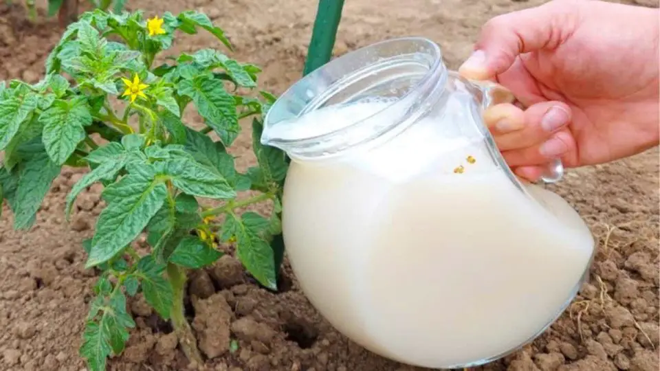 Riegue el suelo de inmediato con esto: duplique el rendimiento de frutas y verduras