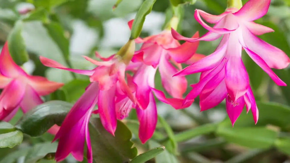 Abono natural para cactus de Navidad: 4 recetas caseras para una floración abundante y exitosa