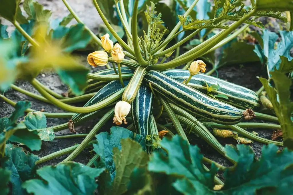 Los calabacines rayados crecen entre hojas verdes y flores amarillas, mostrando un huerto próspero.