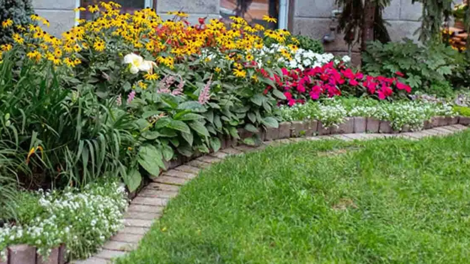 12 plantas perfectas para los bordes de tu jardín