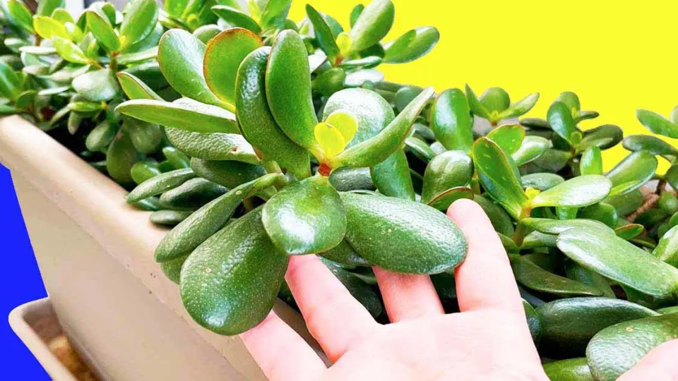 ¿Cómo hacer crecer un árbol de jade más rápido?