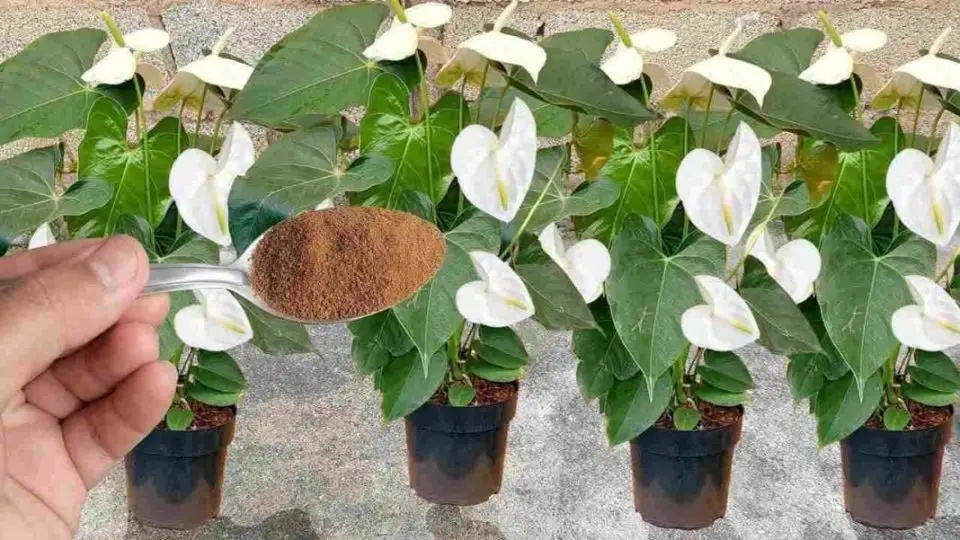 Espolvoréalo sobre las plantas que tengas en tu casa o jardín: florecerán durante todo un año