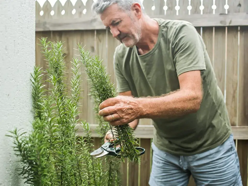 senior man cuts rosemary in courtyard home garden 2025 01 09 05 30 19 utc 1024x768 1