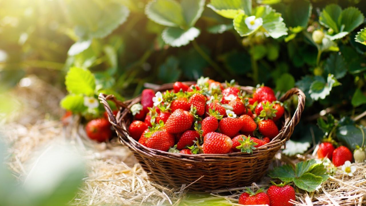 Fresas: 6 consejos para cosechar mucha fruta