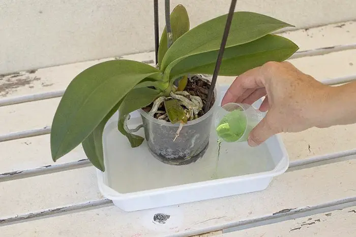 Cómo estimular el crecimiento de las orquídeas: el método natural