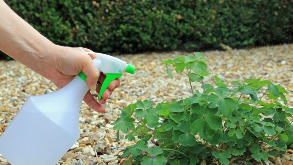 ¡Nuestra receta casera de herbicida con vinagre blanco para un jardín saludable y natural!