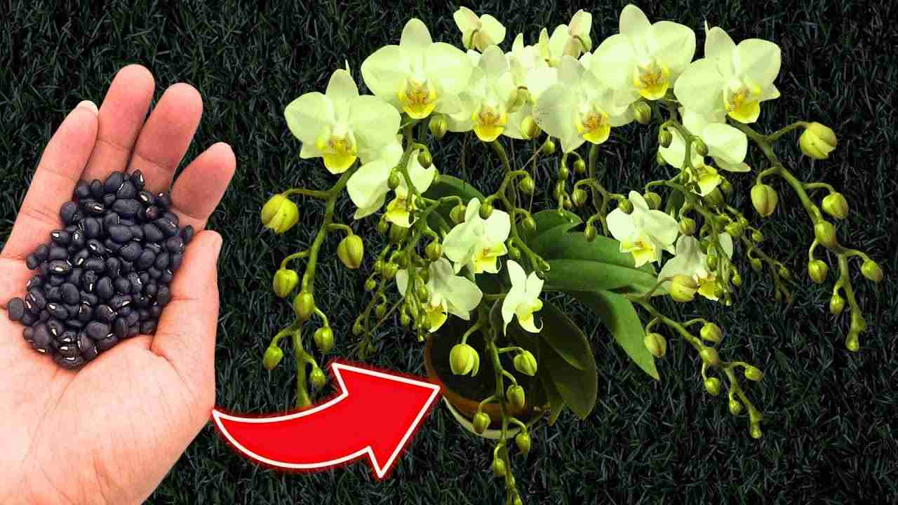 ¿Quieres una floración constante y garantizada de las orquídeas? Haz una cucharada de esto