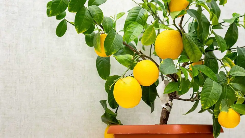 Cultivar un limonero como un profesional: todos los secretos